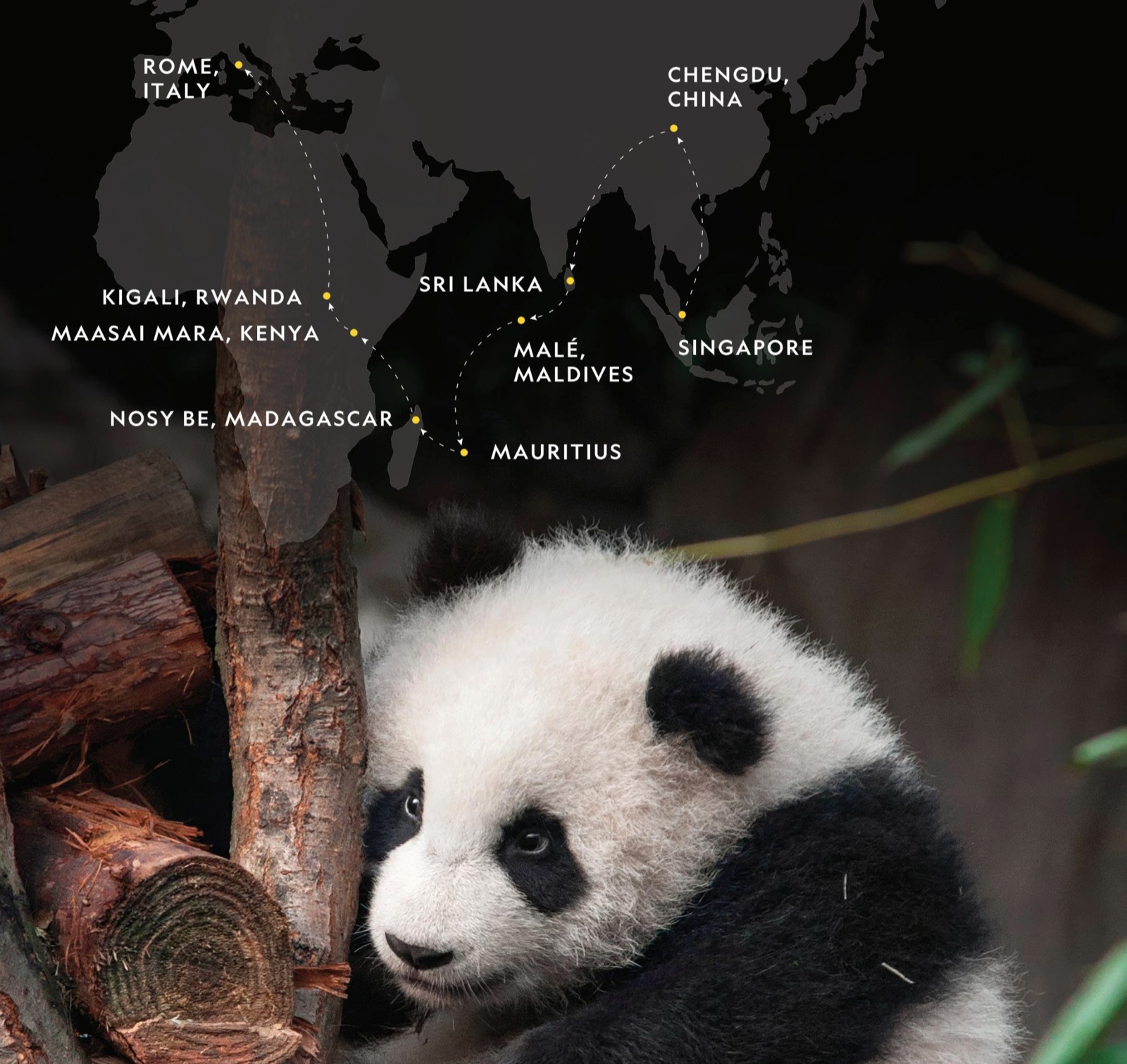 A giant panda cub beneath a global wildlife route map